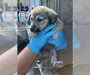 Labrador Retriever-Unknown Mix Dogs for adoption in San Antonio, TX, USA