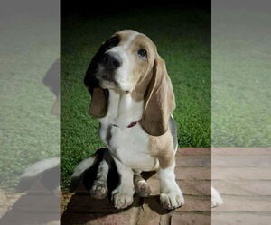 Basset Hound Dogs for adoption in Royal Palm Beach, FL, USA