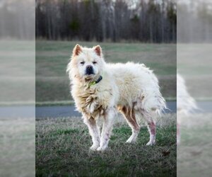 Chow Chow Dogs for adoption in Forestville, MD, USA