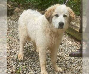 Golden Pyrenees Dogs for adoption in Rockville, MD, USA
