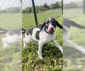 Mutt Dogs for adoption in Oskaloosa, IA, USA