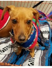 Dachshund-Unknown Mix Dogs for adoption in Los Angeles, CA, USA