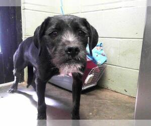 American Pit Bull Terrier-Schnauzer (Giant) Mix Dogs for adoption in Tulsa, OK, USA