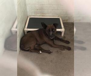 Border Collie-Unknown Mix Dogs for adoption in Stockton, CA, USA