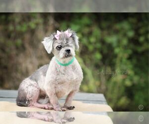 Schweenie Dogs for adoption in Shreveport, LA, USA