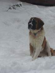 Saint Bernard Dogs for adoption in Albuquerque, NM, USA