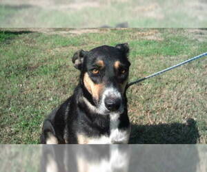 Australian Shepherd-Unknown Mix Dogs for adoption in Tyler, TX, USA