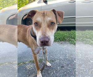 Medium Photo #1 Mutt Puppy For Sale in New Orleans, LA, USA