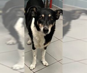Border Collie Dogs for adoption in Corpus Christi, TX, USA