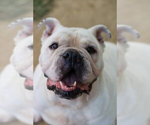 Bulldog Dogs for adoption in Evansville, IN, USA