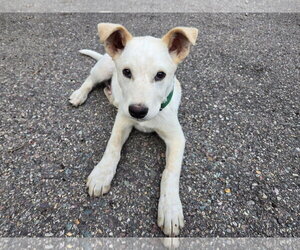 Mutt Dogs for adoption in Polson, MT, USA