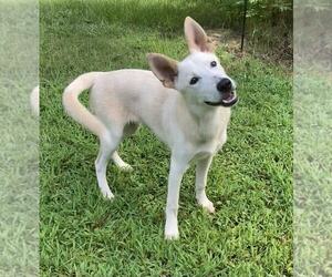 - Mix Dogs for adoption in Hoffman Estates, IL, USA