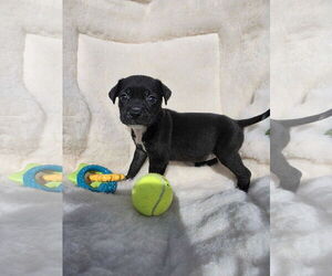 Boxador Dogs for adoption in SHERBURNE, NY, USA