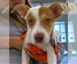 American Pit Bull Terrier Dogs for adoption in Oklahoma City, OK, USA