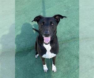German Shepherd Dog-Unknown Mix Dogs for adoption in Redlands, CA, USA