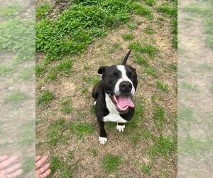 Mutt Dogs for adoption in Shreveport, LA, USA