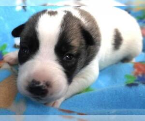 Border Collie-Unknown Mix Dogs for adoption in Thief River Falls, MN, USA