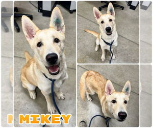 Labrador Retriever-Unknown Mix Dogs for adoption in Pierceton , IN, USA