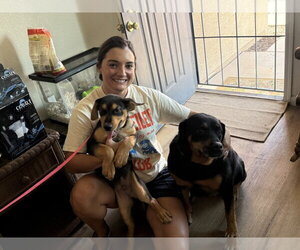 Rottweiler-Unknown Mix Dogs for adoption in Gilbert, AZ, USA