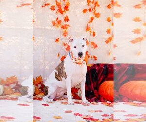 American Pit Bull Terrier-Unknown Mix Dogs for adoption in phoenix, AZ, USA