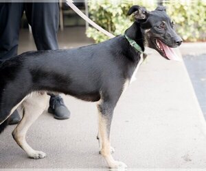 Mutt Dogs for adoption in Royal Palm Beach, FL, USA