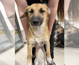 Black Mouth Cur-Cardigan Welsh Corgi Mix Dogs for adoption in Baytown, TX, USA