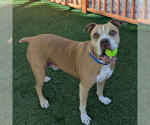 Mutt Dogs for adoption in Las Vegas, NV, USA