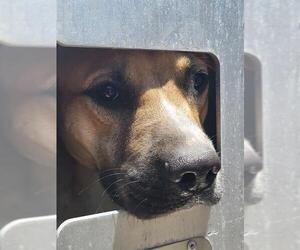 American Staffordshire Terrier-Unknown Mix Dogs for adoption in San Antonio, TX, USA