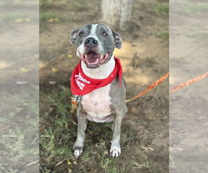 American Staffordshire Terrier-Unknown Mix Dogs for adoption in Euless, TX, USA