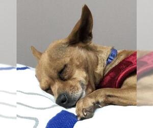 Chihuahua Dogs for adoption in Crossville, TN, USA