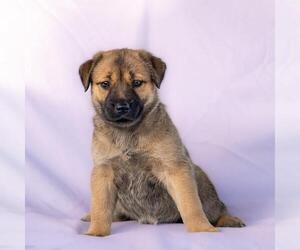 Pembroke Welsh Corgi-Unknown Mix Dogs for adoption in San Diego, CA, USA