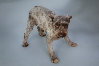 Medium Photo #1 Mutt Puppy For Sale in St. Louis Park, MN, USA