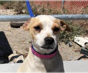 Jack Chi Dogs for adoption in pomona, CA, USA