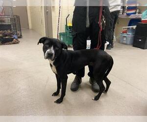 American Pit Bull Terrier-Labrador Retriever Mix Dogs for adoption in Sanford, FL, USA