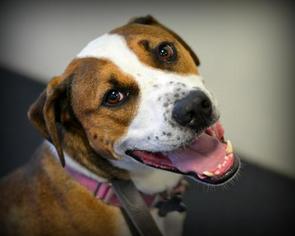 Boxer-Unknown Mix Dogs for adoption in Livonia, MI, USA