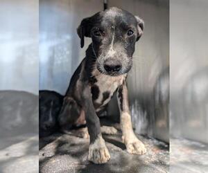 Labrador Retriever-Unknown Mix Dogs for adoption in San Antonio, TX, USA