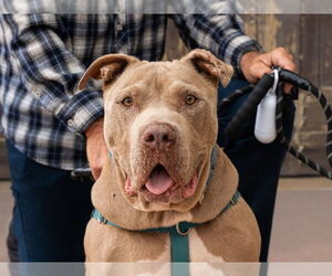 American Staffordshire Terrier-Unknown Mix Dogs for adoption in Lake Forest, CA, USA