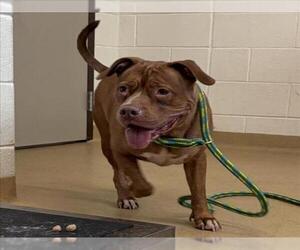 American Pit Bull Terrier Dogs for adoption in Derwood, MD, USA