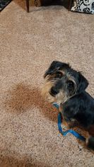 Dachshund-Unknown Mix Dogs for adoption in Custer, WA, USA