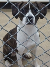Medium Photo #1 Boglen Terrier Puppy For Sale in Zanesville, OH, USA