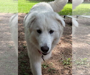 Great Pyrenees-Unknown Mix Dogs for adoption in Houston, TX, USA