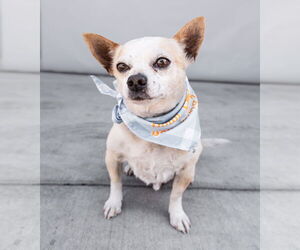 Chihuahua Dogs for adoption in Pasadena, CA, USA