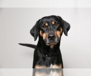 Rottweiler Dogs for adoption in Eden Prairie, MN, USA