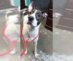 Mountain Cur-Unknown Mix Dogs for adoption in Unionville, PA, USA