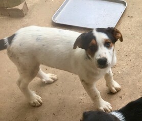 Jack Russell Terrier-Unknown Mix Dogs for adoption in Horn Lake, MS, USA
