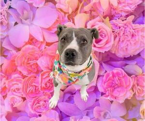American Pit Bull Terrier-Unknown Mix Dogs for adoption in Orange, CA, USA