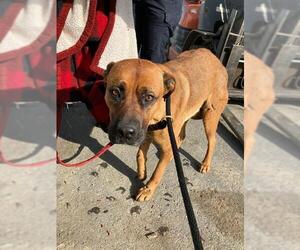 Rhodesian Ridgeback Dogs for adoption in Stockton, CA, USA