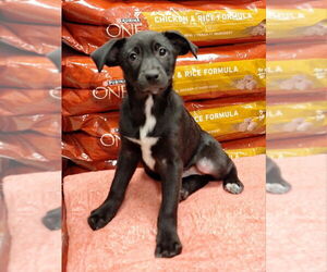 Labrador Retriever-Unknown Mix Dogs for adoption in House Springs, MO, USA