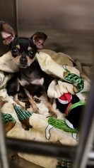 Chihuahua Dogs for adoption in Detroit Lakes, MN, USA