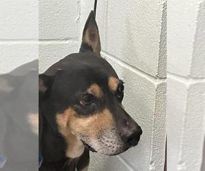 Mutt Dogs for adoption in Corpus Christi, TX, USA